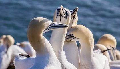 PHP-中文域名-Punycode编码与解码